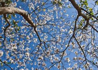 纯白色花早期早....群禁止花盛开的白色象征花为大叻越南分支树蓝色的天空美丽的场景