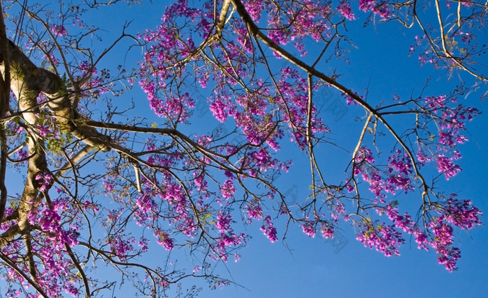 充满活力的花早期早....群凤凰城盛开的明亮的紫罗兰色的象征花为大叻越南分支树蓝色的天空美丽的场景