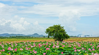 越南旅行湄公河δ印象景观自然与<strong>莲花</strong>池塘花开花充满活力的粉红色的绿色叶美丽的花瓣使夏天<strong>场景</strong>令人惊异的大树的场