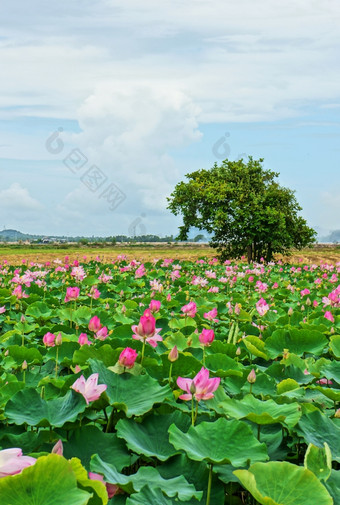 越南旅行湄公河δ印象景观自然与<strong>莲花</strong>池塘花开花充满活力的粉红色的绿色叶美丽的花瓣使夏天<strong>场景</strong>令人惊异的大树的场