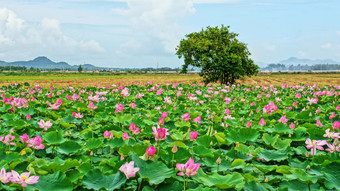 越南旅行湄公河δ印象景观自然与<strong>莲花</strong>池塘花开花充满活力的粉红色的绿色叶美丽的花瓣使夏天<strong>场景</strong>令人惊异的大树的场