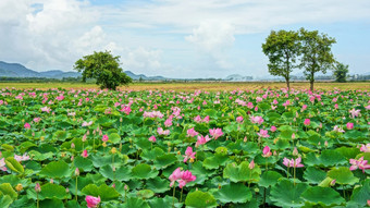 越南旅行湄公河δ印象景观自然与<strong>莲花</strong>池塘花开花充满活力的粉红色的绿色叶美丽的花瓣使夏天<strong>场景</strong>令人惊异的大树的场