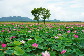 越南旅行湄公河δ印象景观自然与莲花池塘花开花充满活力的粉红色的绿色叶美丽的花瓣使夏天场景令人惊异的大树的场