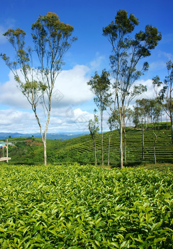 美丽的景观自然风一天巨大的茶种植园绿色颜色集团树农场不错的越南国家为旅行春天可可这有许多茶山大叻