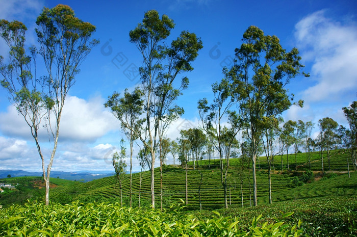 美丽的景观自然风一天巨大的茶种植园绿色颜色集团树农场不错的越南国家为旅行春天可可这有许多茶山大叻