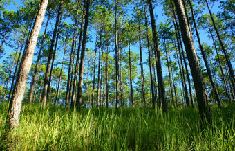 美丽的景观松丛林早....集团松树上升新鲜的空气绿色视图森林草封面树树干不错的景观为大叻旅行越南