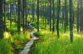 美丽的景观松丛林早....集<strong>团</strong>松树上升新鲜的空气绿色视图森林草<strong>封面</strong>树树干不错的景观为大叻旅行越南