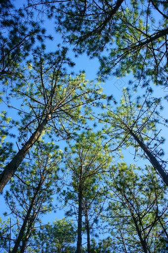 美丽的景观大叻松丛林早....集团松树上升天空新鲜的空气环境绿色视图森林不错的景观为大叻旅行越南农村