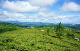 令人印象深刻的景观大叻越南<strong>阳光</strong>明媚的一天令人惊异的多云的天空链山远走了人<strong>农场</strong>美丽的茶种植园美妙的国家视图为年旅行
