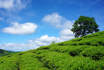 孤独的树茶山下多云的天空夏天<strong>绿色</strong>茶种植园大叻农村美丽的外为越南旅行而且不错的场景