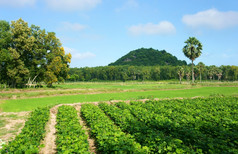 美丽的景观越南村湄公河δ越南绿色农业农场地瓜场集团棕榈树moutain远走了下蓝色的天空