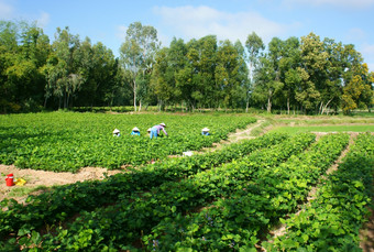 人群亚洲农民<strong>地瓜</strong>场绿色蔬菜农业农场与集团树湄公河δ越南
