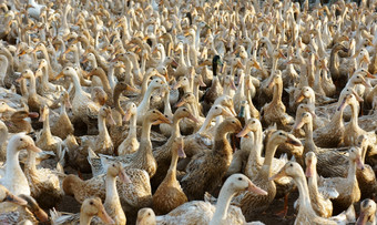 群白色鸭湄公河δ越南有许多国内动物牲畜放牧场
