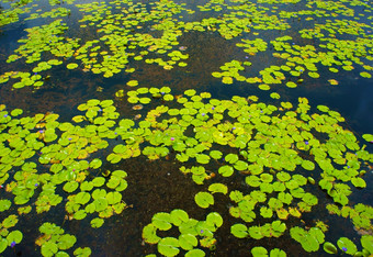 美丽的越南湖集团水礼来公司叶黄色的水全景令人惊异的湖紫罗兰色的花封面海藻才华横溢的颜色一天