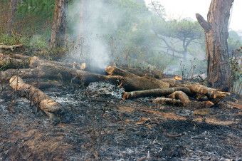 灰从燃烧干草松森林与这粗心的使许多森林火特别热季节分支树是减少损害生态导致改变气候不安全的为环境