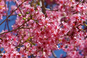 春天花美丽的自然与樱花布鲁姆充满活力的粉红色的樱桃<strong>开花</strong>特殊的大叻越南<strong>开花</strong>春天令人惊异的<strong>老树</strong>不错的视图天空使摘要背景