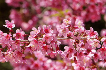 春天花美丽的自然与樱花布鲁姆充满活力的粉红色的樱桃开花特殊的<strong>大叻</strong>越南开花春天令人惊异的老树不错的视图天空使摘要背景