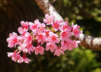 春天花美丽的自然与樱花布鲁姆充满活力的粉红色的樱桃开花特殊的大叻越南开花春天令人惊异的老树不错的视图天空使摘要背景