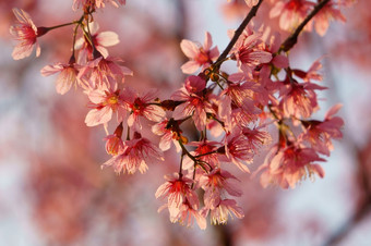 春天花美丽的自然与樱花布鲁姆充满活力的粉红色的樱桃开花特殊的大叻越南开花春天令人惊异的老树不错的视图天空使摘要背景