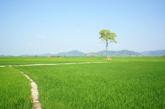 美丽的农业场很好的筵达克拉克越南树绿色帕迪场生态的地方为越南南旅行巨大的景观下天空