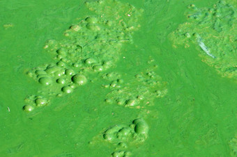 被污染的水从绿色藻类宣胡湖<strong>大叻</strong>越南环境问题从水源与颜色而且气味其他污染从垃圾池塘受污染的水非常严重的