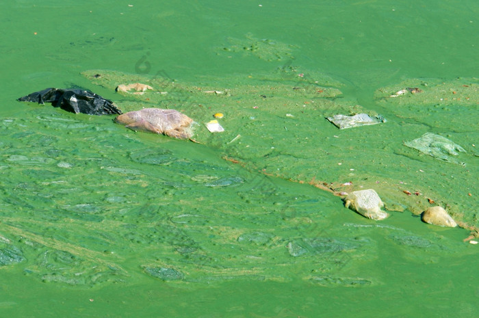 被污染的水从绿色藻类宣胡湖大叻越南环境问题从水源与颜色而且气味其他污染从垃圾池塘受污染的水非常严重的