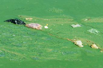 被污染的水从绿色藻类宣胡湖大叻越南环境问题从水源与颜色而且气味其他污染从垃圾池塘受污染的水非常严重的