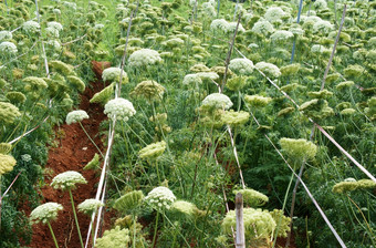 亚洲农业场胡萝卜花绿色与腐烂花布鲁姆白色种子从这植物区系为下一个作物美丽的场景而且关闭开花使新鲜的空气
