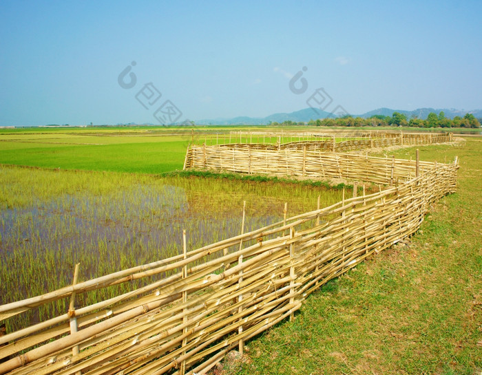 美丽的越南农村绿色帕迪场与竹子栅栏下天空越南农村的地方为生态旅游与新鲜的空气美场景不错的农业农场