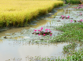 湄公河δ越南农村景观与黄色的大米场绿色水菠菜河粉红色的莉莉花使美丽的越南农村为旅行