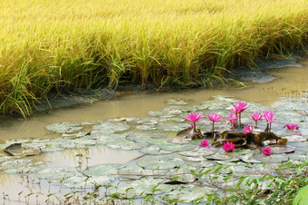 湄公河δ越南农村景观与黄色的大米场绿色水菠菜河粉红色的莉莉花使美丽的越南农村为旅行