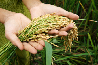 世界食物安全全球问题饥荒非洲孩子们需要帮助可怜的人需要食物生活孩子手与捆帕迪亚洲大米场