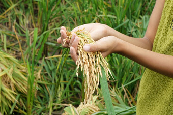 世界食物安全全球问题饥荒非洲孩子们需要帮助可怜的人需要食物生活孩子手与捆帕迪亚洲大米场