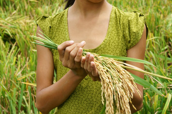 世界食物安全全球问题饥荒非洲孩子们需要帮助可怜的人需要食物生活孩子手与捆帕迪亚洲大米场