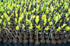 集团托儿所植物托儿所花园我三湄公河δ越南南这大水果树区域绿色幼苗成长好条件