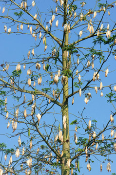 丝绸棉花树科学的名字雪松戊二醇下蓝色的天空木棉树布鲁姆白色花这开花使枕头