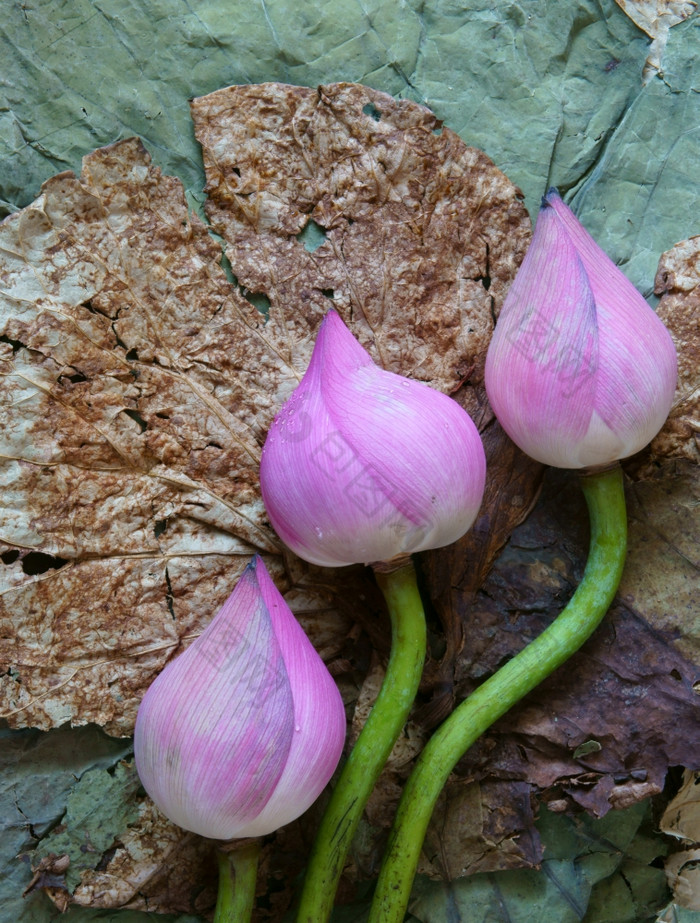 集合莲花粉红色的莲花花绿色种子白色莲花种子新鲜的而且干herbal茶这植物区系与令人惊异的摘要概念充满活力的颜色这食物使健康的好睡眠