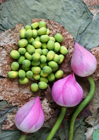 集合<strong>莲花</strong>粉红色的<strong>莲花</strong>花绿色种子白色<strong>莲花</strong>种子新鲜的而且干herbal茶这植物区系与令人惊异的摘要概念充满活力的颜色这食物使健康的好睡眠