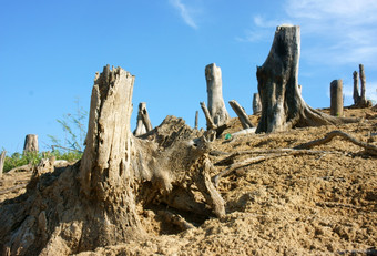 森林砍伐越南农村树桩孤独的<strong>丛林</strong>损坏的使改变气候生活环<strong>境</strong>狭窄的这全球问题荒凉的景观一天与干树