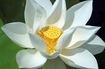 越南花纯白色莲花花象征越南湄公河δ特写镜头美丽的布洛索姆花巴德绿色背景