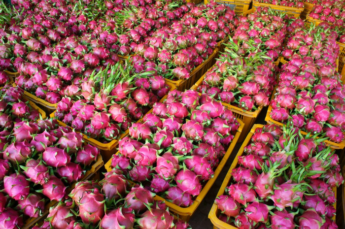 越南食物为出口龙水果农业产品从兵砰越南粉红色的皮篮子水果包装为出售这热带水果也的名字HylocereusundatusPitahaya