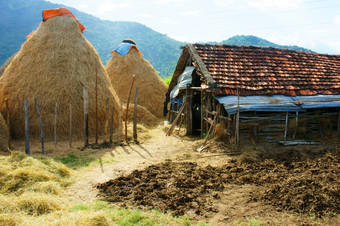 越南村堆栈稻草食物储备为牛后作物越南农业国家美丽的景观牛棚而且山使平静农村关赞扬”越南南