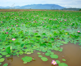 越南花莲花花布鲁姆粉红色的绿色叶水莲花池塘<strong>牙医</strong>页农村越南南生态环境美丽的和谐而且令人惊异的