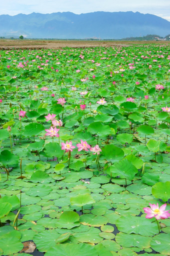 越南花莲花花布鲁姆粉红色的绿色叶水莲花池塘牙医页农村越南南生态环境美丽的和谐而且令人惊异的