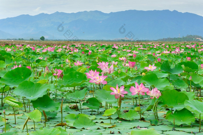 越南花莲花花布鲁姆粉红色的绿色叶水莲花池塘牙医页农村越南南生态环境美丽的和谐而且令人惊异的