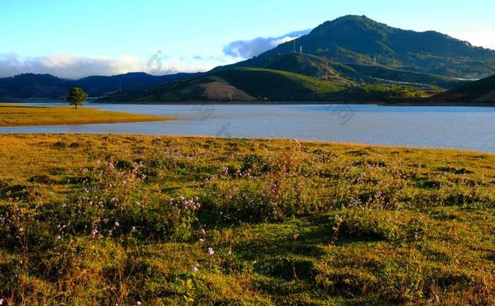 美丽的全景景观大叻农村越南令人惊异的宽草黄色的早....湖在松森林山远走了松树美妙的场景为年越南南旅行