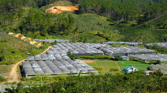大叻花村大区域为花越南集团绿色房子与高科技农业年大布鲁姆盛产粮食的地区为国家好自然条件