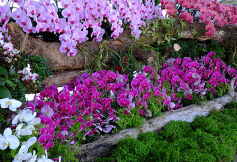 令人惊异的花背景集团兰花能显示花节日<strong>大叻</strong>越南春天色彩斑斓的布鲁姆美丽的开花分支树粉红色的和紫色的花瓣从不错的自然