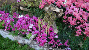 令人惊异的花背景集团兰花能显示花节日大叻越南春天色彩斑斓的布鲁姆美丽的开花分支树粉红色的和紫色的花瓣从不错的自然