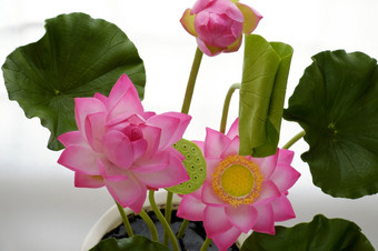 人工花手工制作的粘土莲花花与绿色叶和粉红色的花瓣Diy艺术产品为首页装饰关闭艺术作品白色背景